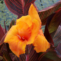 CANNA - AFRICAN SUNSET Artistic Landscaping Inc.